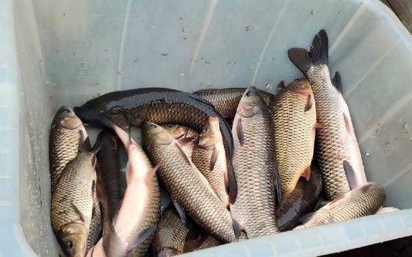 Жители агрогородка в Барановичском районе сами зарыбили водоем
