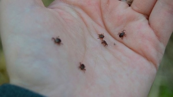 Клещи атакуют жителей Бреста. Сколько человек уже обратились к медикам?