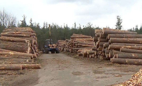 Отпускал деловую древесину под видом дров: в Беларуси арестовали бывшего директора лесхоза Отпускал деловую древесину под видом дров: в Беларуси арестовали бывшего директора лесхоза