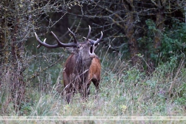 Житель Пружанского района застрелил благородного оленя в Беловежской пуще