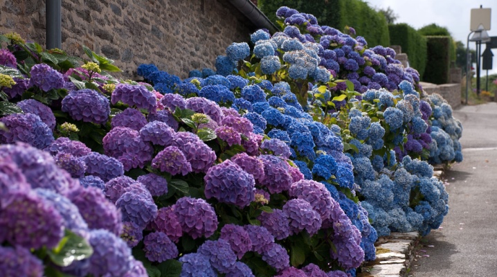 кусты гортензия