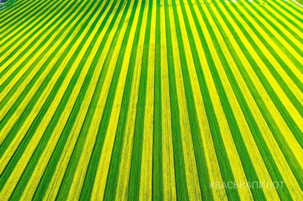 Так выглядит рапсовое поле в Брестской области
             
                Так выглядит рапсовое поле в Брестской области