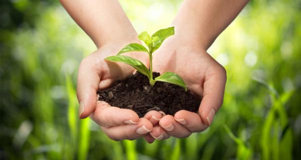 ТОП-5 компаний по продаже средств для защиты растений