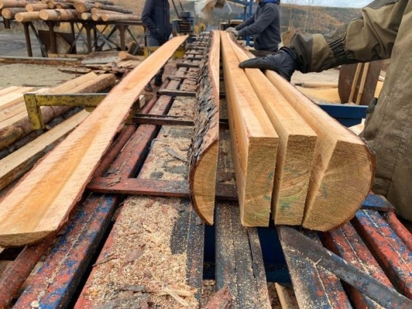 В Беларуси по-новому будут продавать древесину. Что изменится?