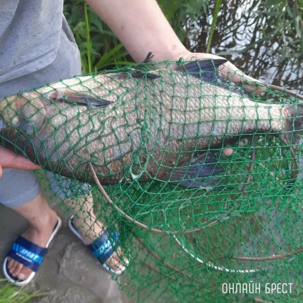 Где в Беларуси разрешено ловить рыбу? Список мест