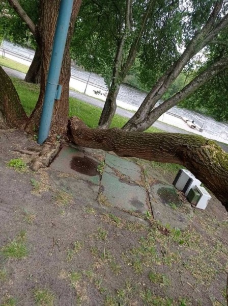 Досталось и машине. Последствия непогоды в Бресте