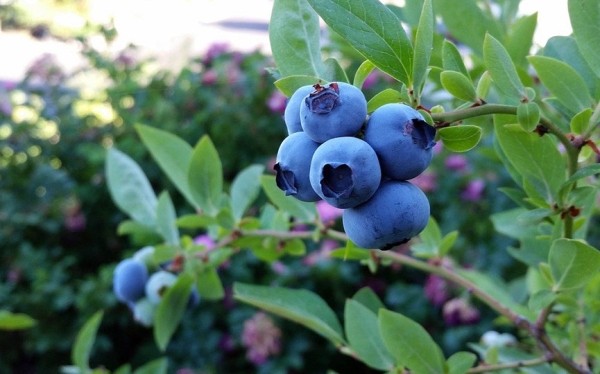  Безработным барановичанам и пенсионерам предлагается подзаработать на прополке голубики