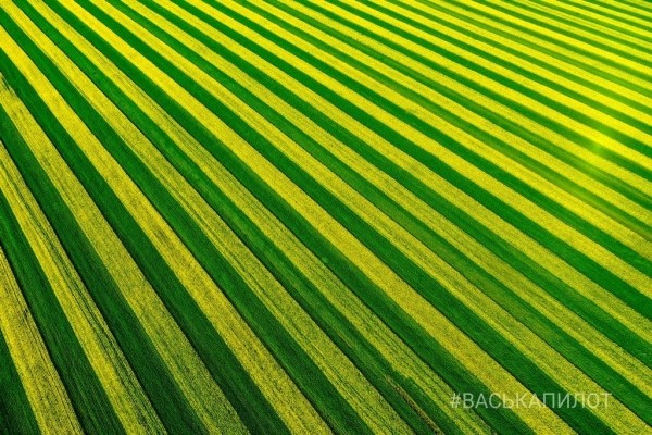 Так выглядит рапсовое поле в Брестской области
             
                Так выглядит рапсовое поле в Брестской области