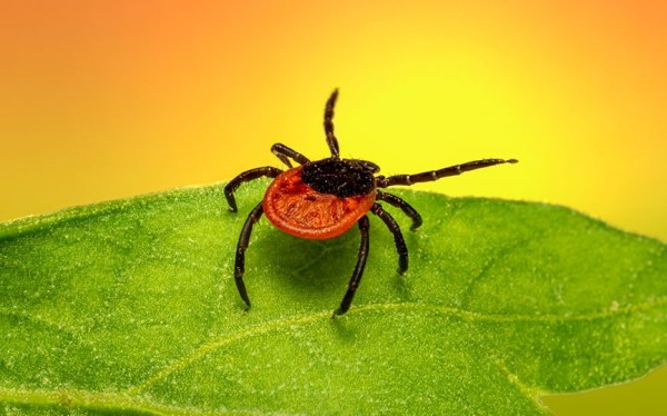 Что делать, если клещ уже «вцепился»: советы энтомолога