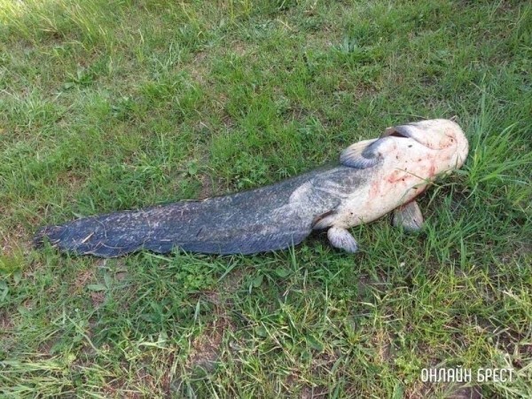 Читатель: 45 кг! Вот такого огромного сома поймал житель Брестской области
Читатель: 45 кг! Вот такого огромного сома поймал житель Брестской области