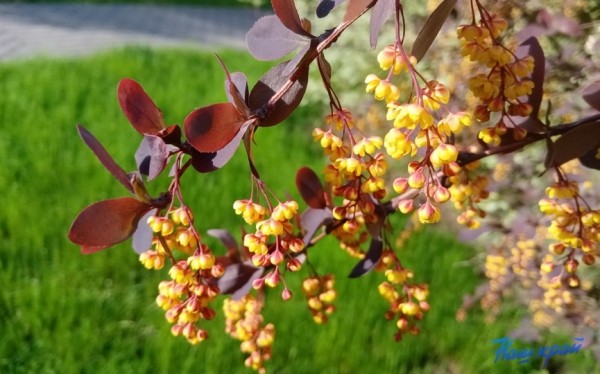 Дожди и грозы ожидаются в Беларуси 1 июня