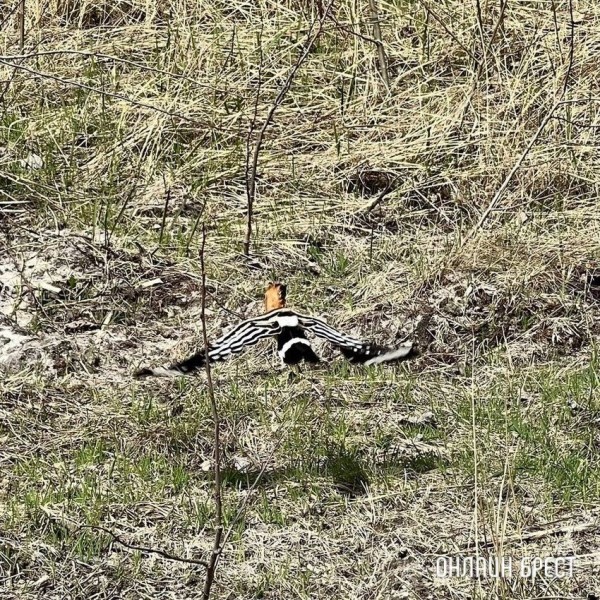 Читатель: Красивая птица. Увидели Удода на Брестчине
Читатель: Красивая птица. Увидели Удода на Брестчине
