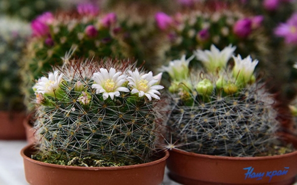 Флористы дали советы, как правильно выбрать комнатные растения