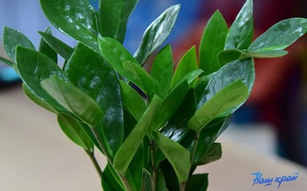 Флористы дали советы, как правильно выбрать комнатные растения