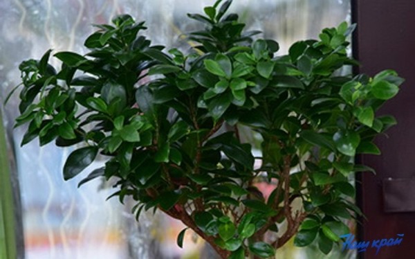 Флористы дали советы, как правильно выбрать комнатные растения