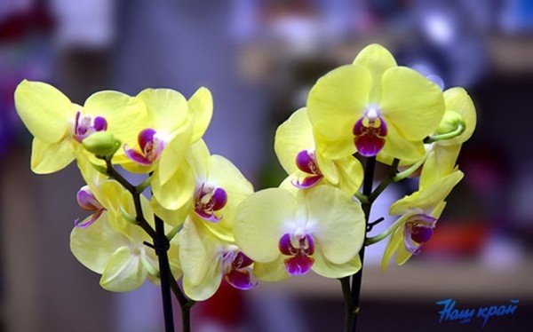 Флористы дали советы, как правильно выбрать комнатные растения