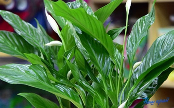 Флористы дали советы, как правильно выбрать комнатные растения