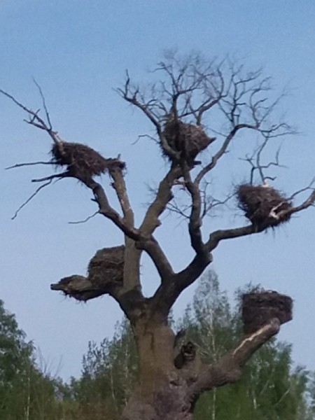  Фотофакт. Целых пять семей аистов поселились на одном дереве!