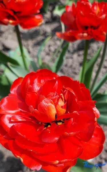 Фотофакт. Тюльпановое настроение