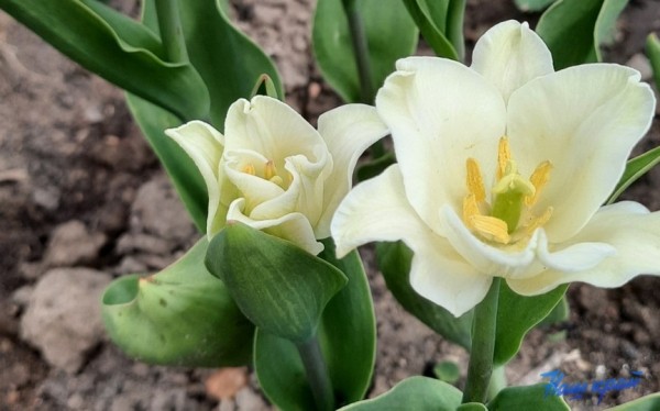 Фотофакт. Тюльпановое настроение