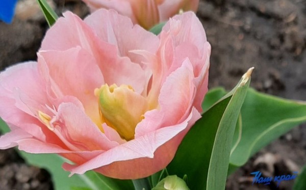 Фотофакт. Тюльпановое настроение