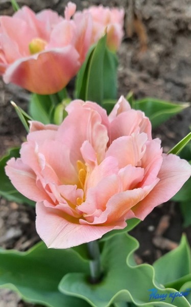 Фотофакт. Тюльпановое настроение