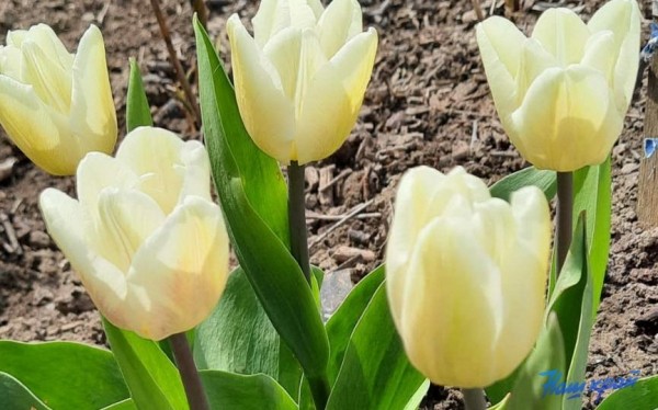 Фотофакт. Тюльпановое настроение