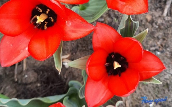 Фотофакт. Тюльпановое настроение