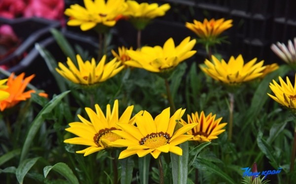  Фоторепортаж. Что продают на рынке в Барановичах и почем?