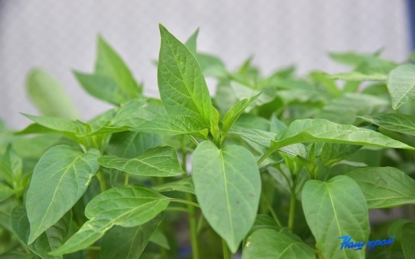  Фоторепортаж. Что продают на рынке в Барановичах и почем?