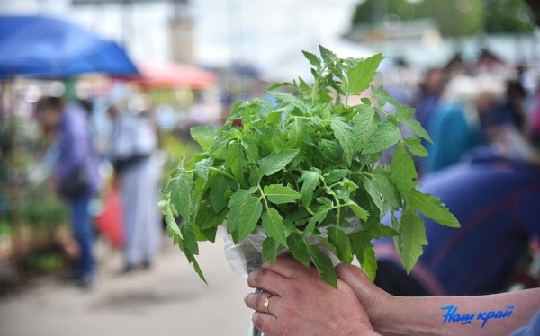  Фоторепортаж. Что продают на рынке в Барановичах и почем?