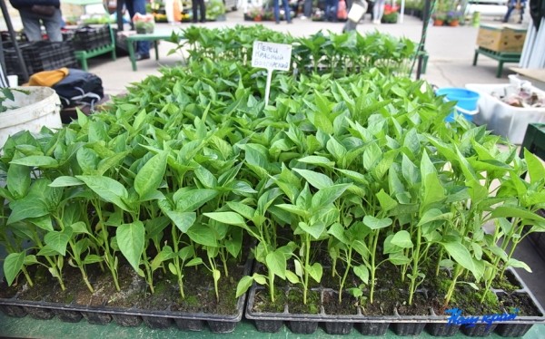  Фоторепортаж. Что продают на рынке в Барановичах и почем?