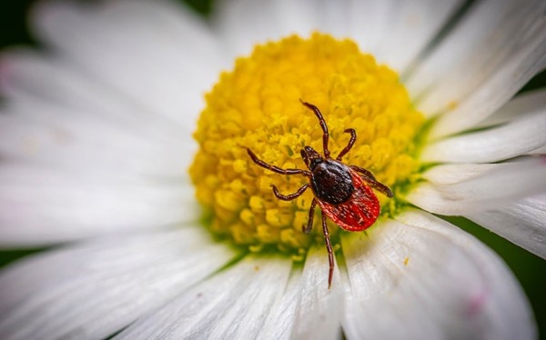  Как не оставить клещам ни одного шанса: советует энтомолог