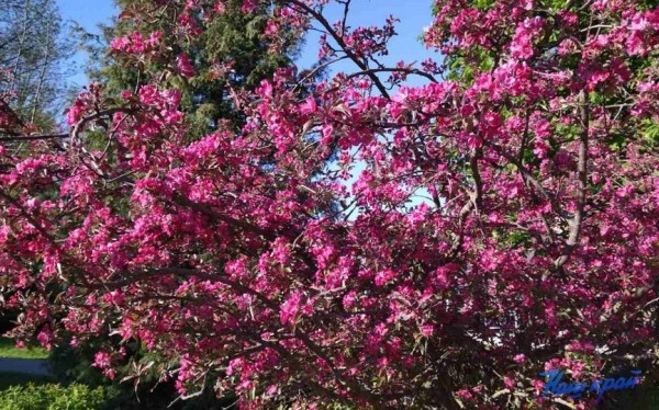 Какой сюрприз ожидать от погоды в день «Барановичской весны – 2022» Какой сюрприз ожидать от погоды в день «Барановичской весны – 2022»