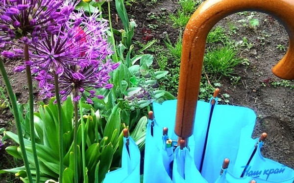 Нужно ли брать зонт на школьную линейку? Нужно ли брать зонт на школьную линейку?