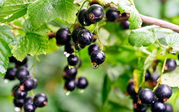 Правила весеннего ухода за смородиной. Советы специалиста