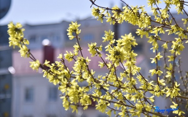 Сильный ветер скоростью 15-20 м/с подует 27 мая