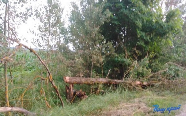 В Беларуси продолжают устранять последствия сильного ветра. В Брестской области урон нанесен 30 селениям В Беларуси продолжают устранять последствия сильного ветра. В Брестской области урон нанесен 30 селениям