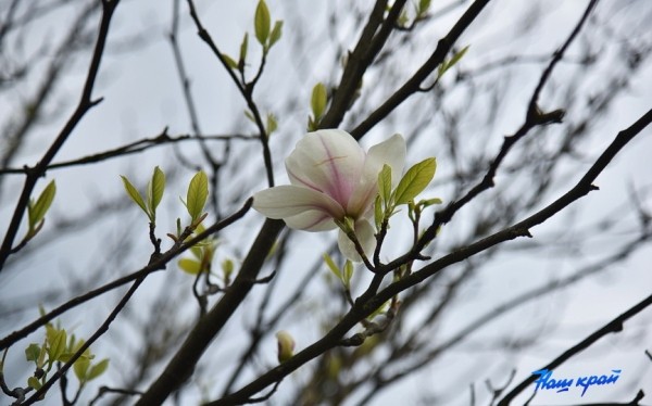 В центре Барановичей цветет магнолия В центре Барановичей цветет магнолия