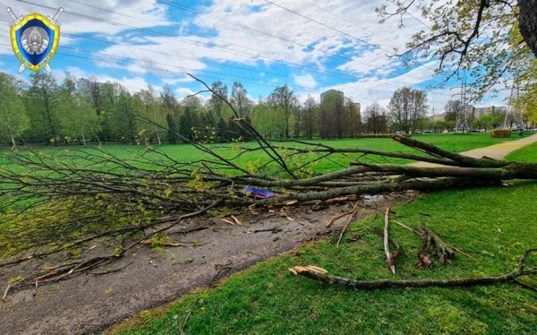 В Минске деревом придавило женщину. Она погибла В Минске деревом придавило женщину. Она погибла