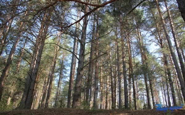 Запреты и ограничения на посещение лесов введены в 10 районах Брестской области Запреты и ограничения на посещение лесов введены в 10 районах Брестской области