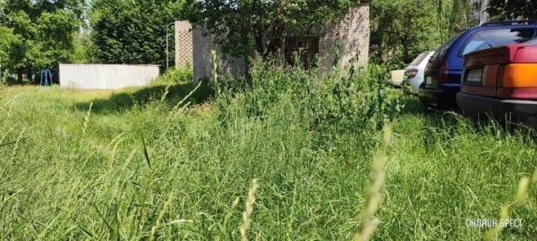 Читатель: Брест, ул. Я.Купалы. Вон какая трава вымахала
             
                Читатель: Брест, ул. Я.Купалы. Вон какая трава вымахала