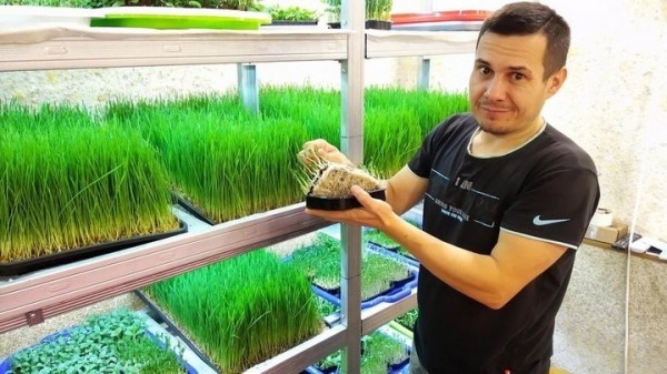 «С финансированием фермы помогла теща». Посмотрите, как белорус зарабатывает на микрозелени «С финансированием фермы помогла теща». Посмотрите, как белорус зарабатывает на микрозелени