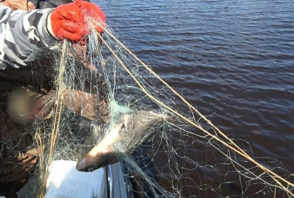 Двум браконьерам в Брестской области присудили большой штраф и конфисковали лодку