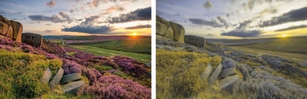 Разительная разница. Ученые показали, как видят мир люди и собаки