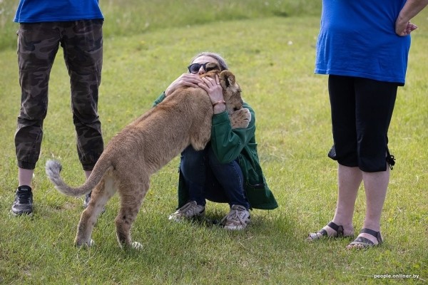 В минском зоопарке ко львенку, потерявшему маму, подселили щенка В минском зоопарке ко львенку, потерявшему маму, подселили щенка