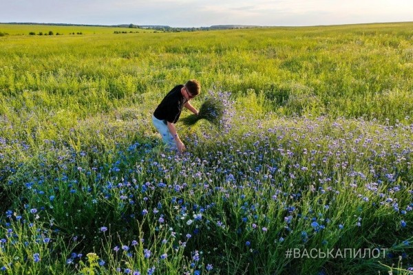 
                Читатель: Красивое поле Васильков под Брестом
            