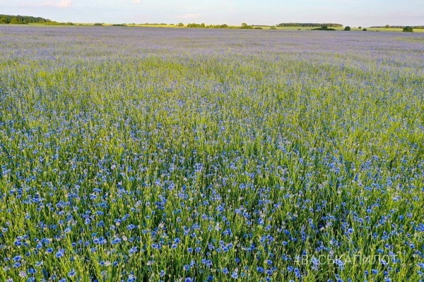 
                Читатель: Красивое поле Васильков под Брестом
            