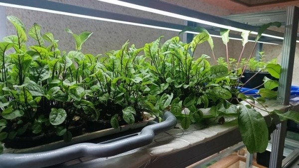 «С финансированием фермы помогла теща». Посмотрите, как белорус зарабатывает на микрозелени «С финансированием фермы помогла теща». Посмотрите, как белорус зарабатывает на микрозелени