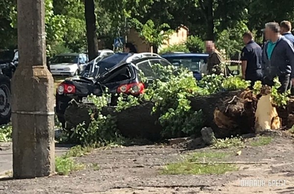 
                Читатель: В Бресте на Мицкевича дерево упало на машину. Автомобиль сильно пострадал. Фото сделано сегодня утром
            
